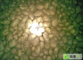 2015牙克石土豆价格波动不大