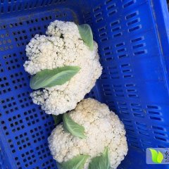 湖北潜江白面青梗松花菜菜花名扬天下