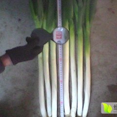 供应大葱本人认为看涨