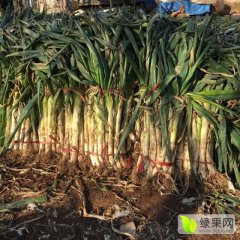 2015安丘大葱再不来就没机会了！