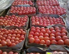 齐河大黄乡南段村供应优质硬粉番茄11月-12月