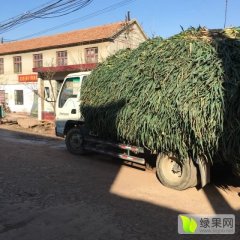 山东安丘安丘笨葱大葱假一赔十