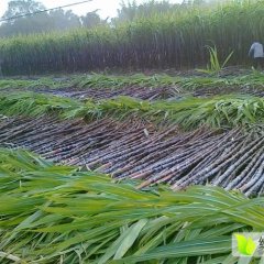 云南甘蔗上市！