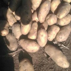 河北围场夏波蒂土豆价格适宜