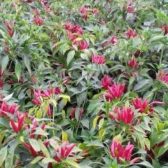 商丘睢阳干三樱椒火热上市中