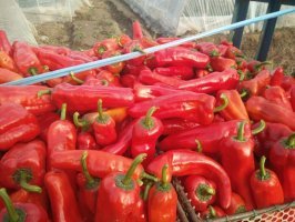 安徽鸠江301辣椒是名优特产