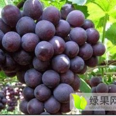 北宁葡萄口感爽口,常兴孙殿勇诚信合作