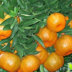 衢江莲花徐沈福12月芦柑柑橘