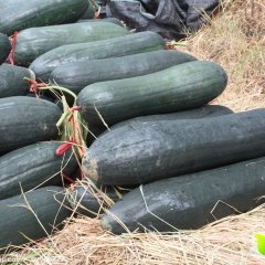 陆丰甲东黄永极10月黑优大冬瓜