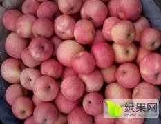 陕西合阳冷库优质红富士苹果著名品种