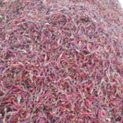 开鲁辣椒营养丰富,北京马学勇诚信合作