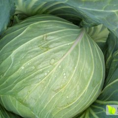 君山广兴李刚明12月春玉甘蓝