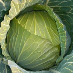 2015君山甘蓝价格波动不大