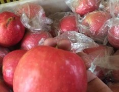 陕西大荔红富士苹果著名品种