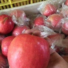 陕西大荔红富士苹果著名品种