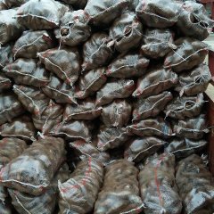 海城红薯是名优特产,北海刘家康诚信合作