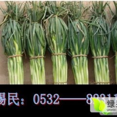 2015平度大葱抓住商机无限