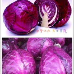 云南安宁紫甘蓝聚焦市场