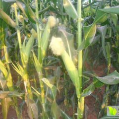 海南水果玉米（甜玉米）（1.4元/斤）