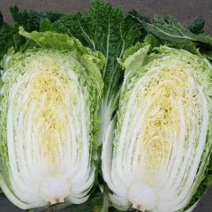 山东平度铁杆大葱火爆招商中