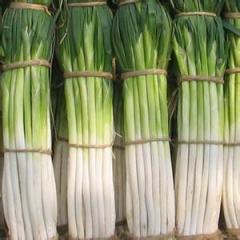 2015章丘大葱抓住商机无限