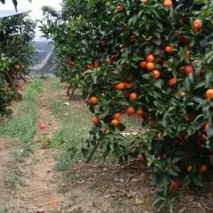 广西武鸣沙糖桔产销两旺