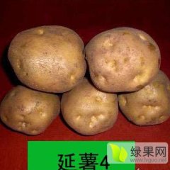 吉林公主岭延薯四号土豆随行就市