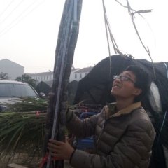 2015湖北黄冈龙感湖甘蔗价格波动不大