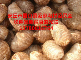 2015年山东安丘毛芋头价格