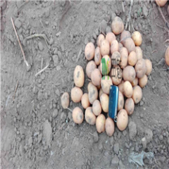 山东滕州中薯系列土豆价格适宜