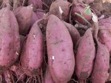河北霸州商薯19红薯营养丰富