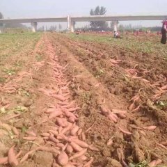 河北晋州市龙署九号红薯种薯龙薯九号红薯苗