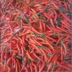 海南省乐东县朝天椒辣椒火爆招商中