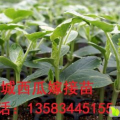 山东禹城优质京欣西瓜嫁接苗