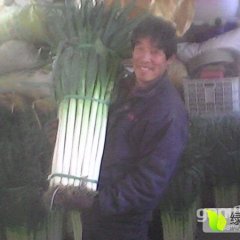 供应钢葱大葱