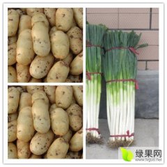 山东滕州铁杆大葱名优产品