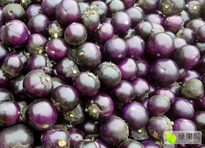 2015年山东莘县黑茄王价格