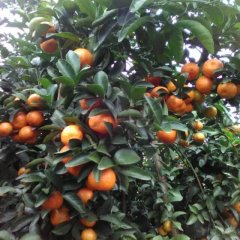 江洲驮卢吴克剑12月沙糖桔