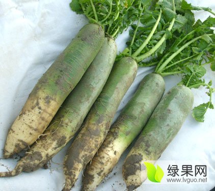 2015年河南通许青皮白萝卜价格