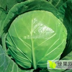 承包湖北甘蓝基地500亩起...