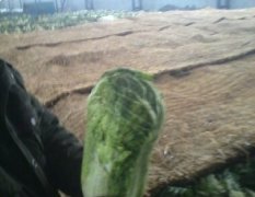 2015滦南白菜值得出手