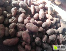 荷兰14 型好个大 大薯比例高 颜色好 图片真实