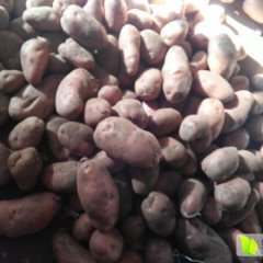 荷兰14 型好个大 大薯比例高 颜色好 图片真实