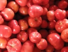2016任城西红柿今年价格有看点