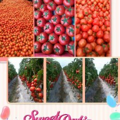 苍南西红柿假一赔十,马站胡娟诚信合作