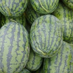 扶沟河南栾铁岗1月苗西瓜