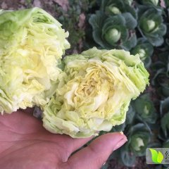 潜江中甘21甘蓝货源紧张，货不太多了