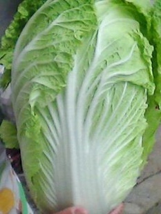 2016嘉鱼甘蓝走过路过不要错过