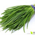 平韭6号韭菜