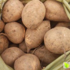 元氏东城张发行1月烟薯系列红薯